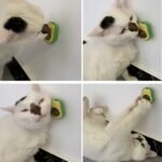 ⁦Boule murale en forme d'avocat et d'herbe à chat, jouets à lécher comestibles, friandises rotatives pour chaton, 360⁩ - الصورة ⁦5⁩
